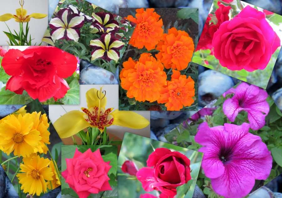 Kwiaty z borówkami puzzle online ze zdjęcia