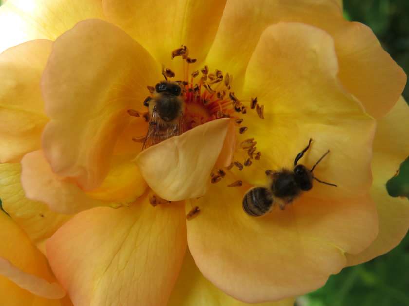 Pszczółki dwie puzzle online ze zdjęcia