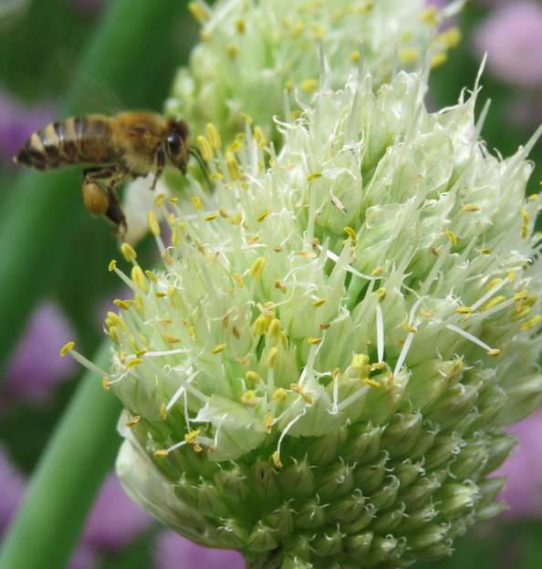 Pszczoła - zbieraczka puzzle online ze zdjęcia