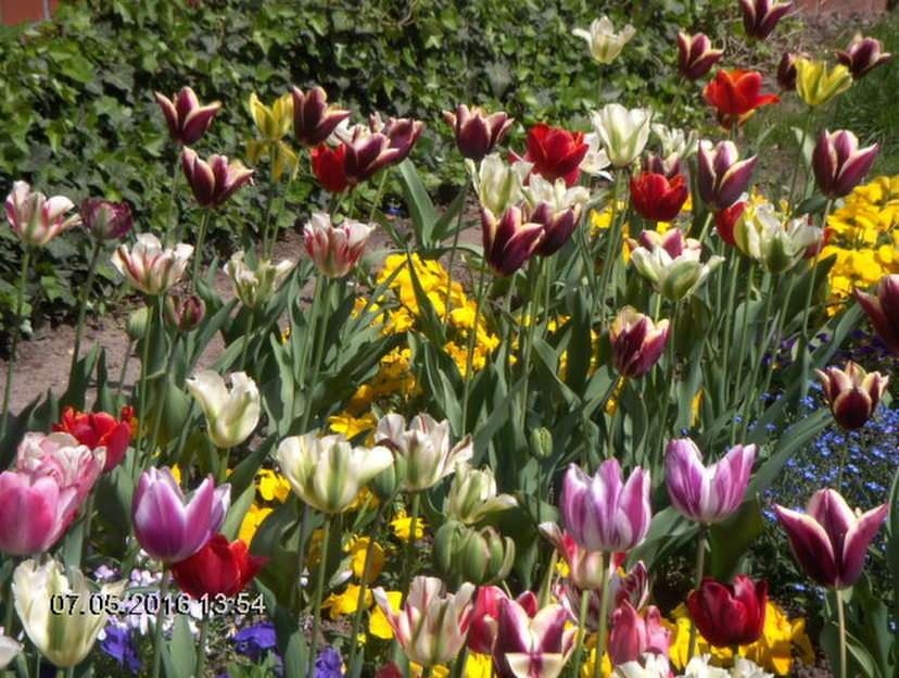 Tulipany na Wawelu. puzzle ze zdjęcia