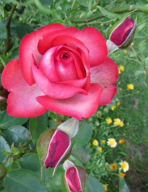 Róża puzzle online ze zdjęcia