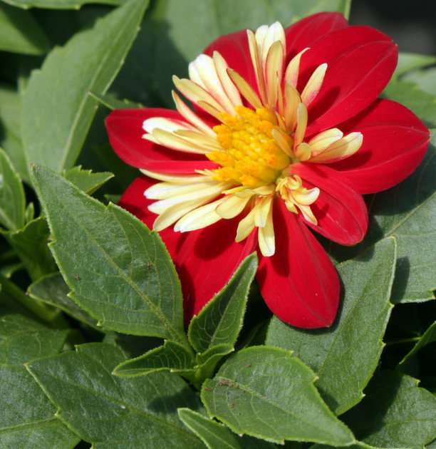kwiat puzzle online ze zdjęcia