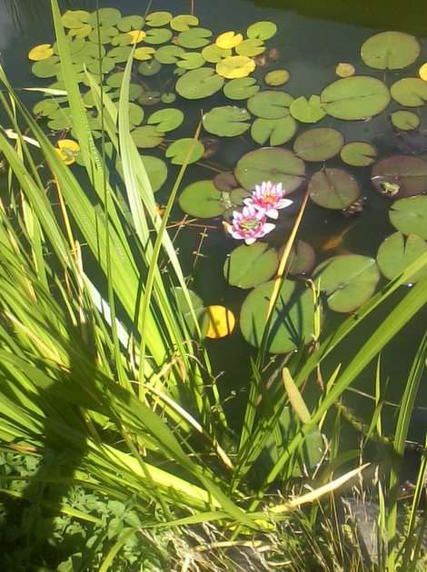 Żabki na liściach i kwitach lilii puzzle ze zdjęcia