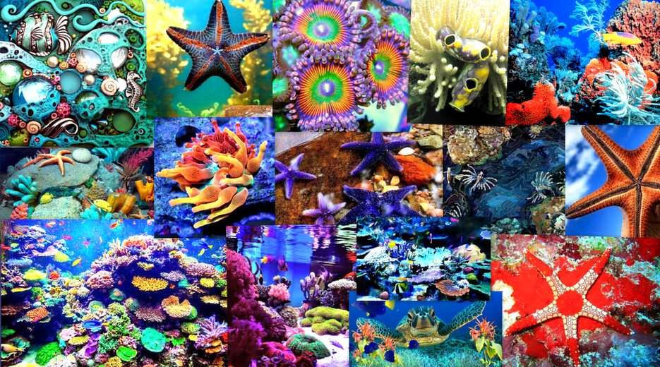 Cudeńka rafy koralowej puzzle online ze zdjęcia