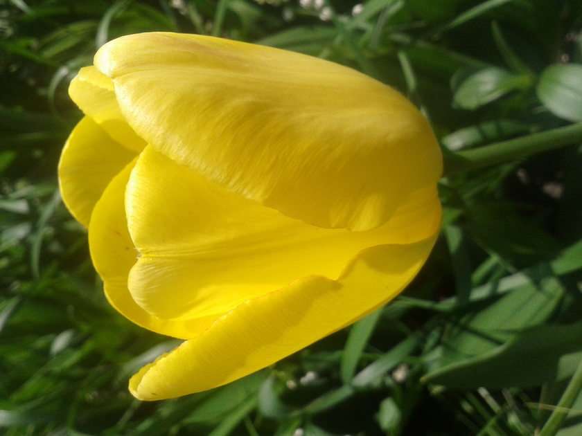 tulipan puzzle online ze zdjęcia