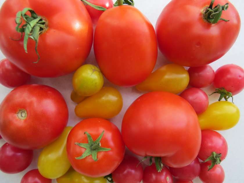 Pomidorki z ogródka puzzle