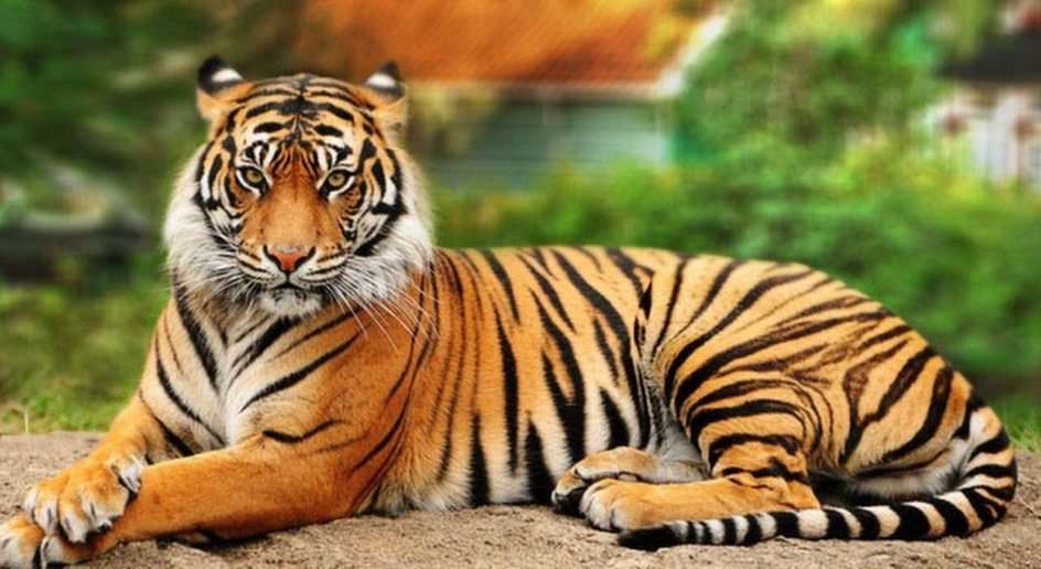 Tygrys puzzle online ze zdjęcia