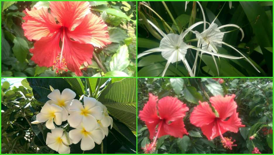 kwiaty Tajlandii puzzle online ze zdjęcia