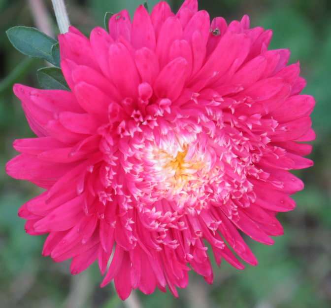Aster puzzle online