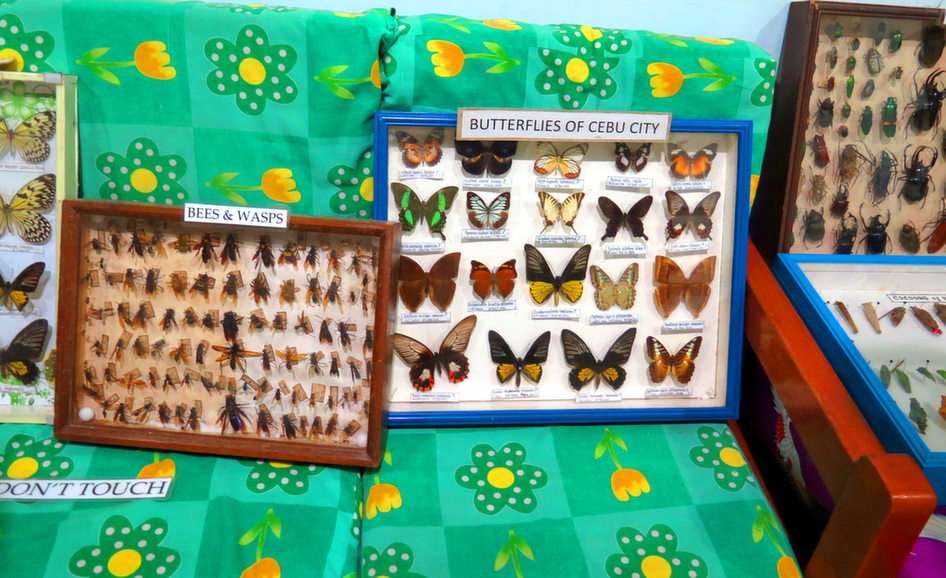 Motyle z Cebu puzzle ze zdjęcia