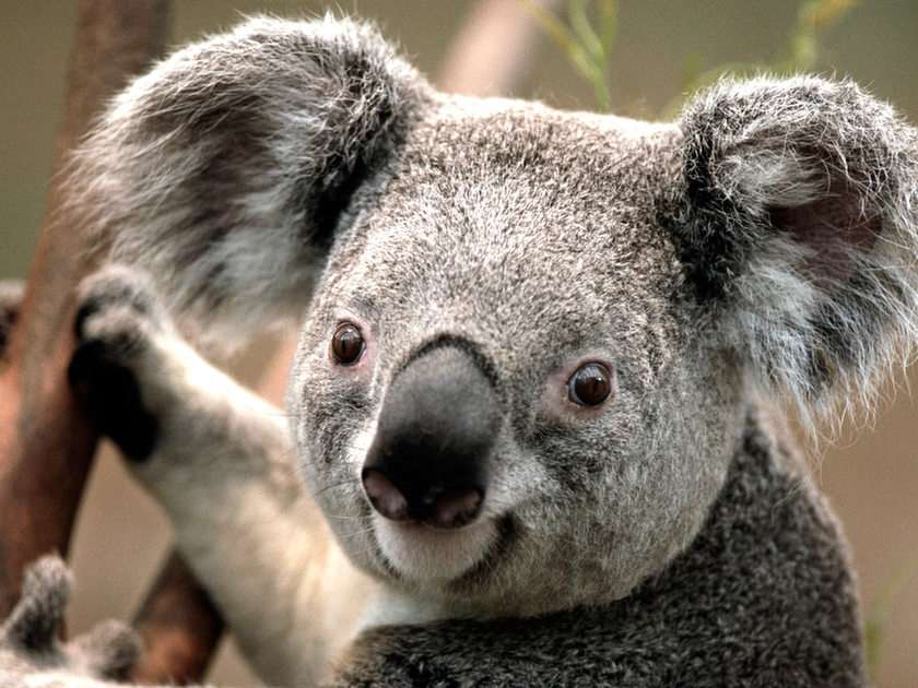 koala puzzle online ze zdjęcia