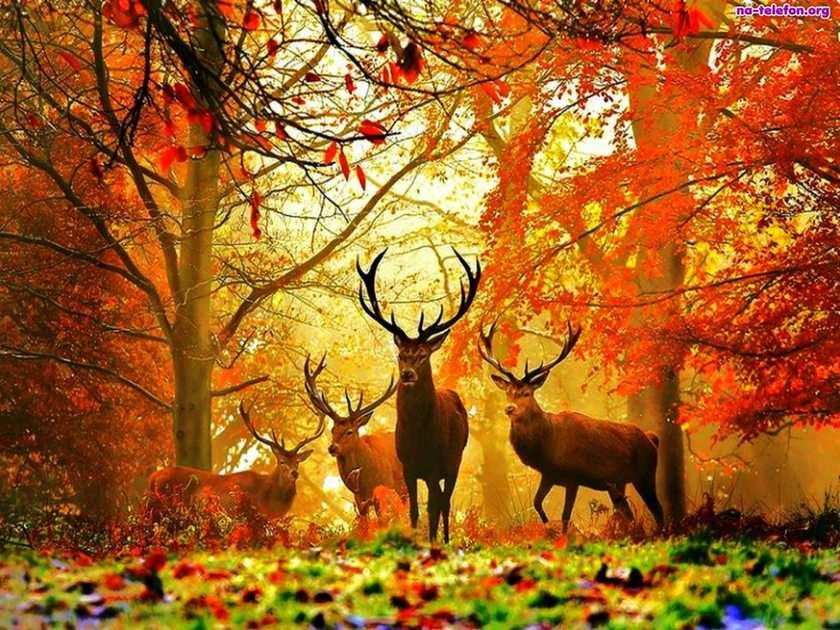 jesień i jelenie puzzle