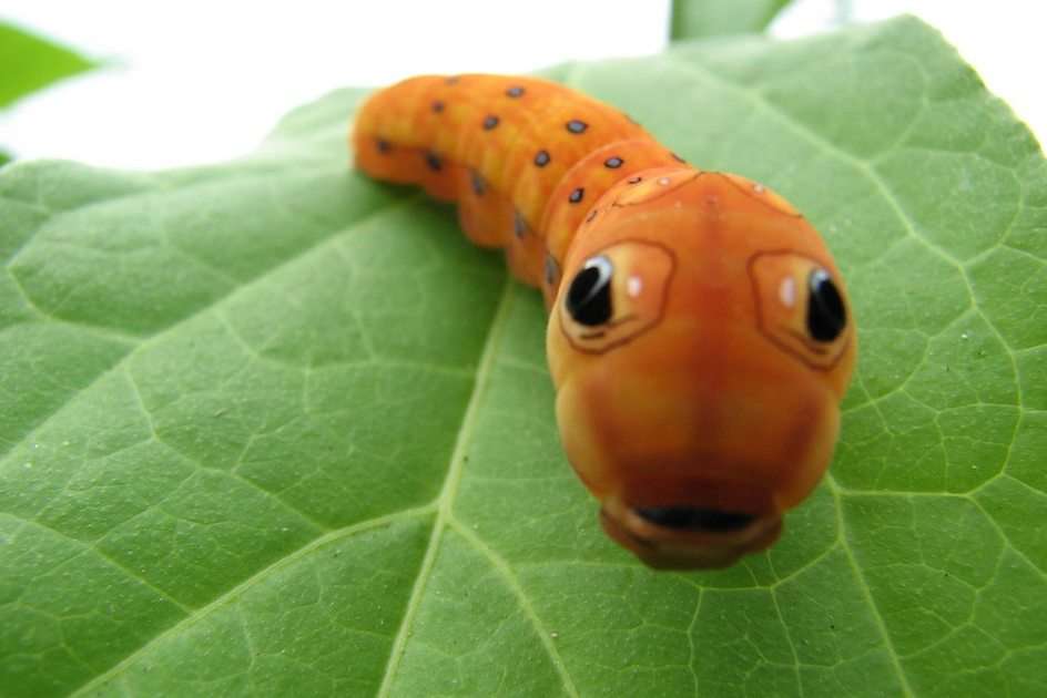 Szczęśliwa gąsienica puzzle online ze zdjęcia