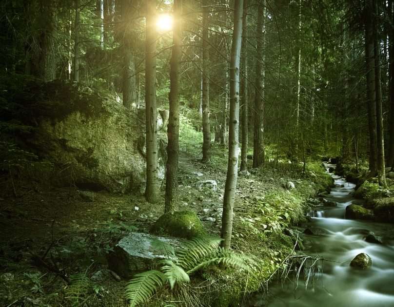 Leśny strumień puzzle ze zdjęcia