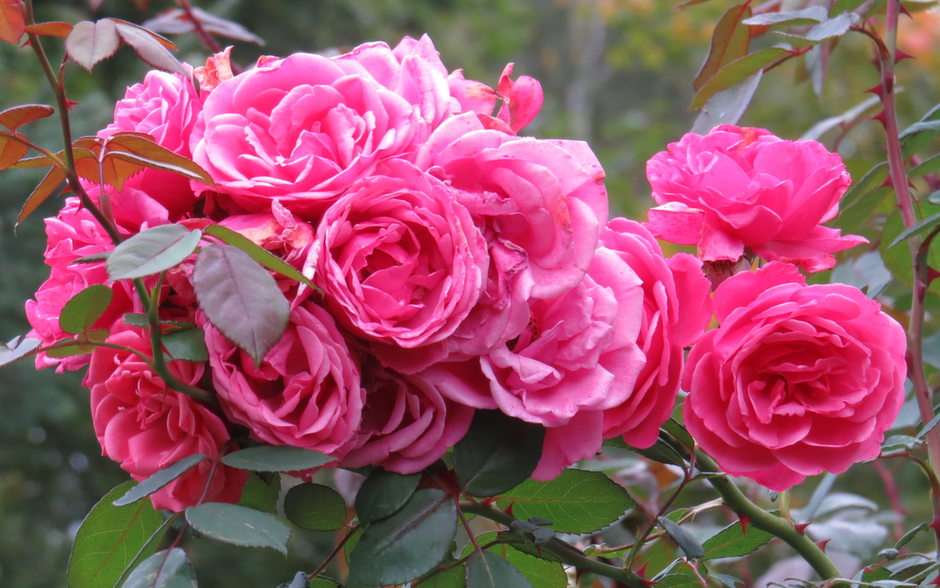 Jesienne róże puzzle online ze zdjęcia