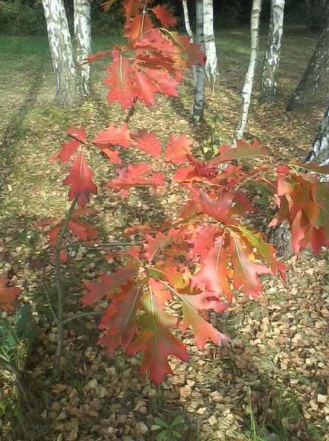 Barwy jesieni puzzle online ze zdjęcia