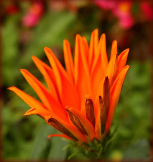 jesienny kwiat puzzle online ze zdjęcia