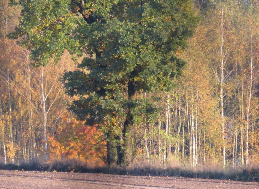 Jesienny krajobraz puzzle online ze zdjęcia