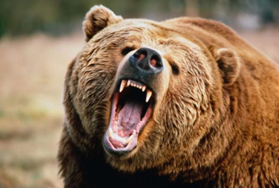 Wściekły Niedźwiedź puzzle online ze zdjęcia