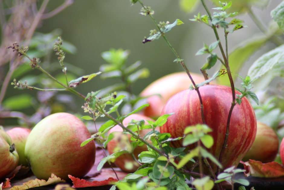 jabłka w ziołach puzzle online ze zdjęcia