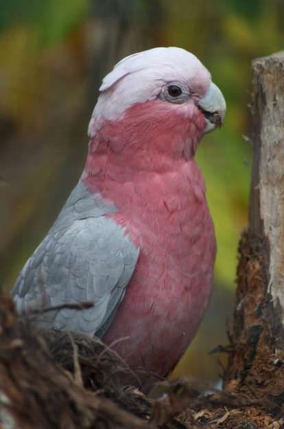 różowa papuga puzzle online