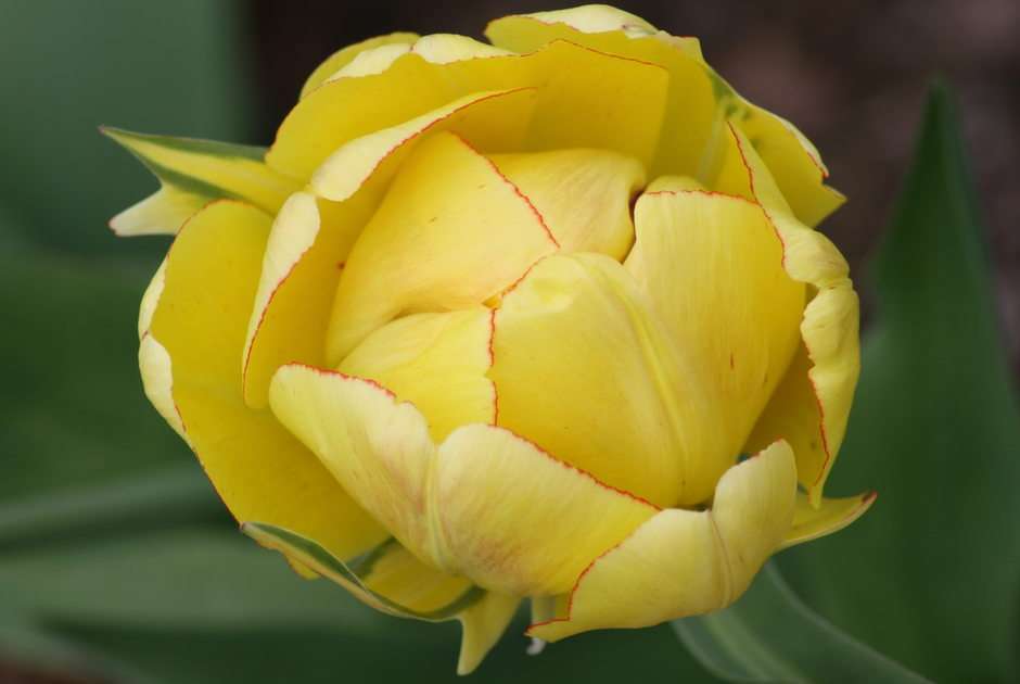żółty tulipan puzzle online