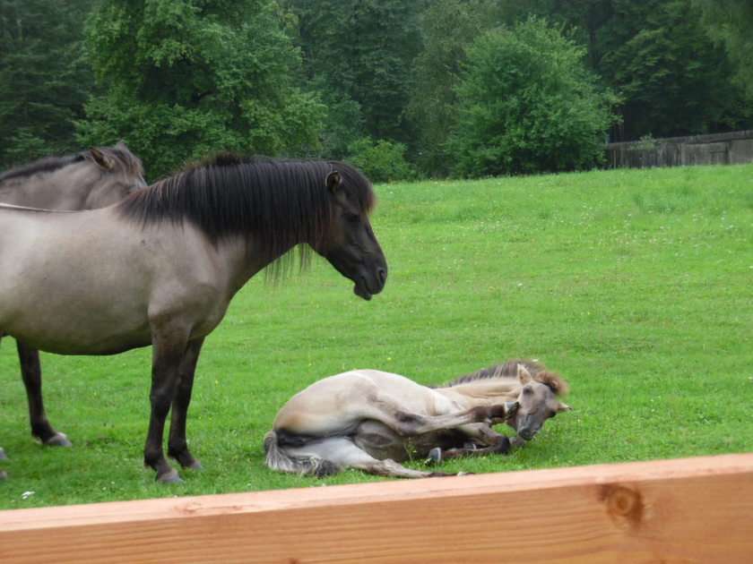 konie w Białowieży puzzle online
