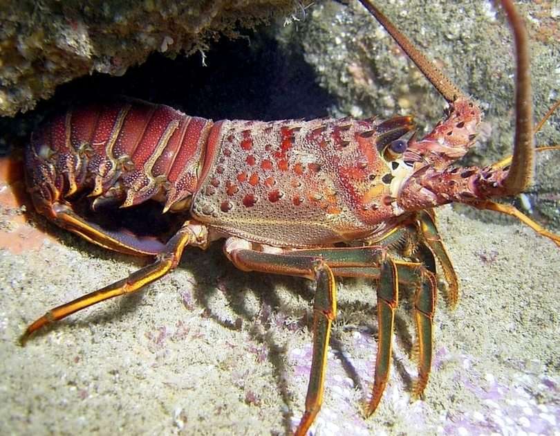 Spiny Lobster puzzle online ze zdjęcia