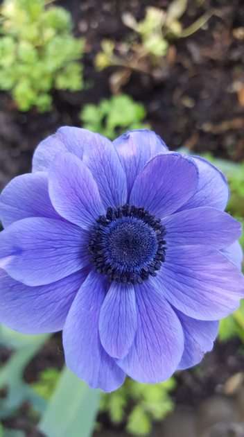 błękitny kwiatek puzzle online