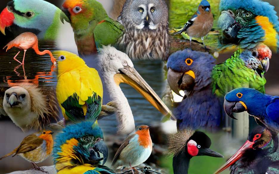 Puzzle kolaż ptaków puzzle online