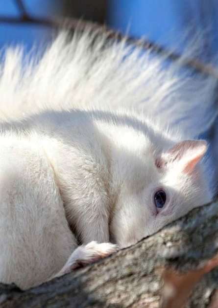 biała wiewiórka puzzle online ze zdjęcia