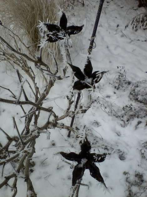 Piwonia drzewiasta- zimą puzzle online