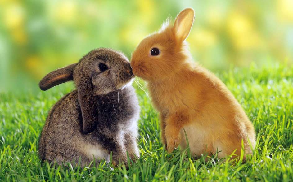 Pocałunek królika puzzle online