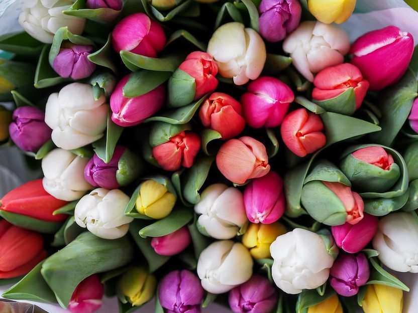 Tulips puzzle online