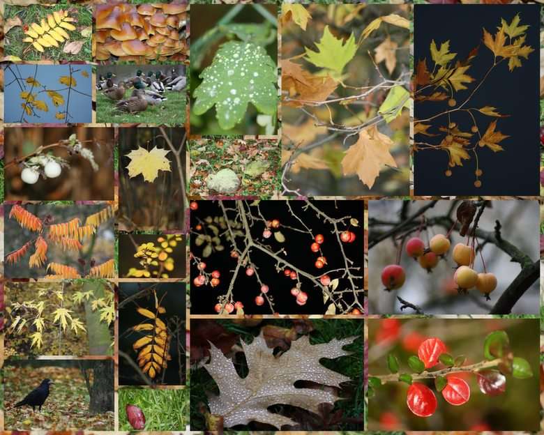 jesień puzzle ze zdjęcia