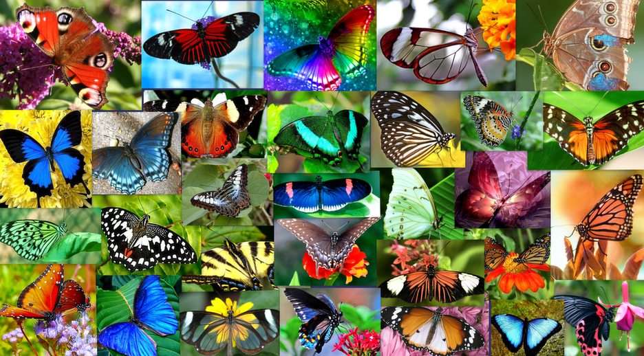 Motyle puzzle ze zdjęcia