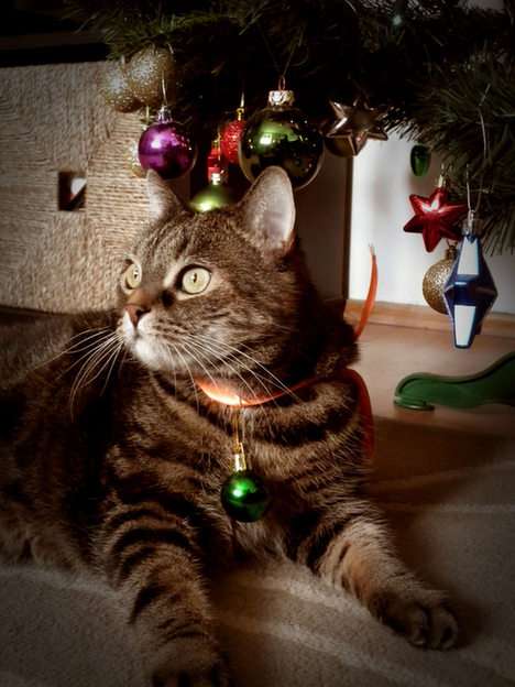 Kot w świątecznym nastroju puzzle online ze zdjęcia