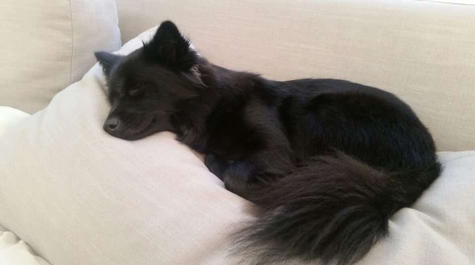 Ładny pies odpoczywa puzzle online ze zdjęcia