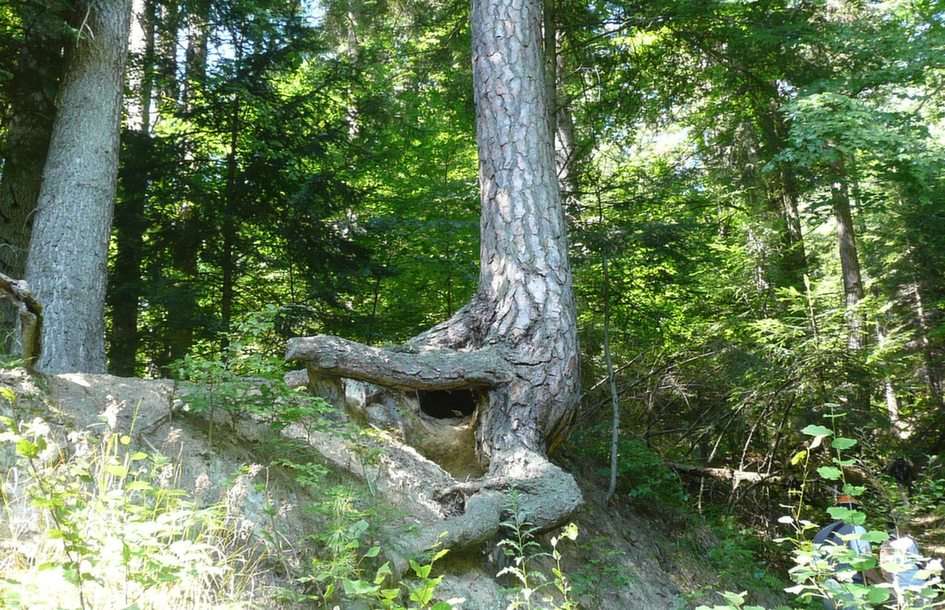 stare drzewa puzzle online ze zdjęcia