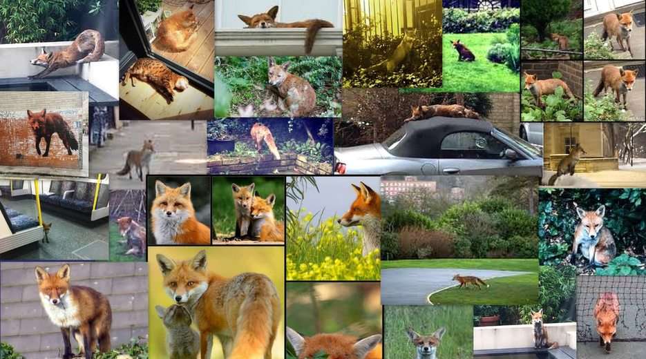 Wszechobecne lisy w Londynie puzzle ze zdjęcia