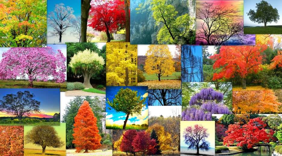 Bajeczne drzewa puzzle online