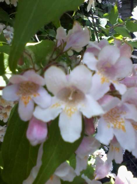Kwiaty kolkwicji puzzle online ze zdjęcia