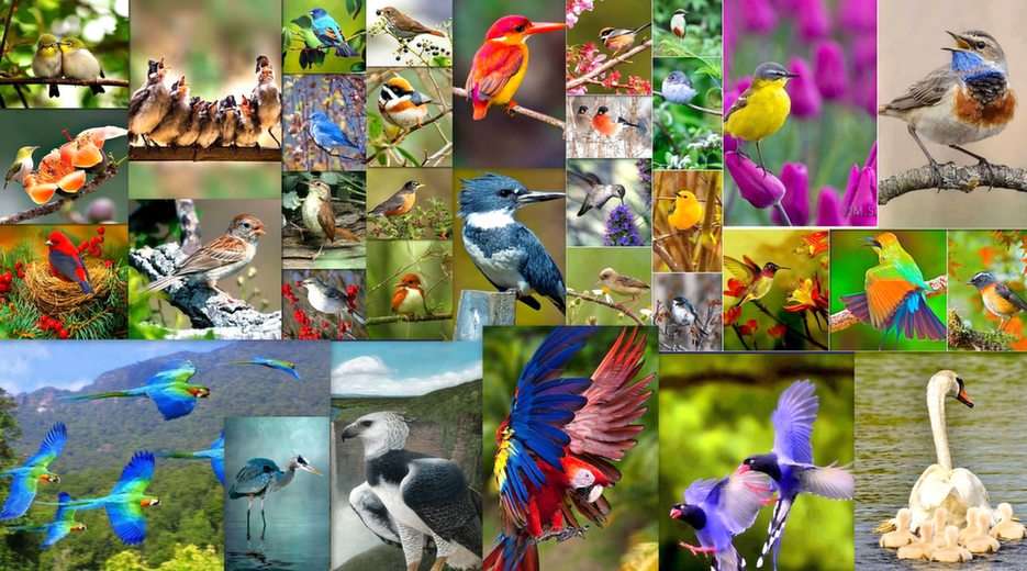 Ptaki puzzle online ze zdjęcia
