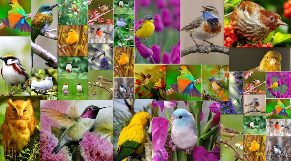 Ptaki puzzle ze zdjęcia
