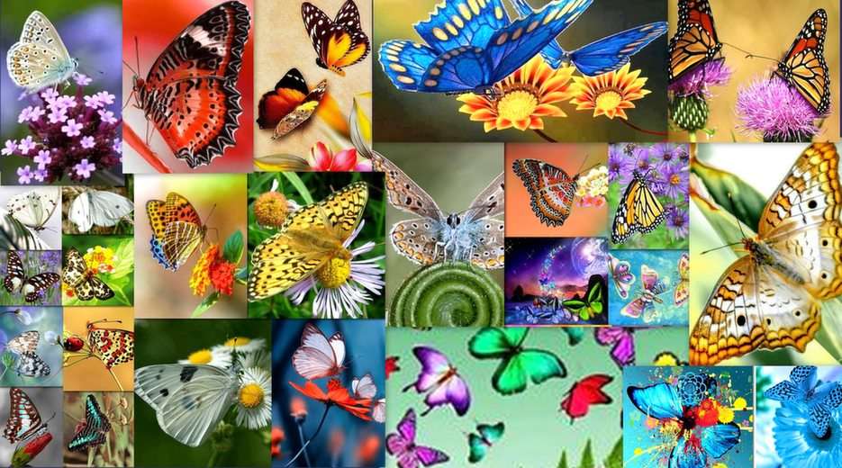 Motyle puzzle online