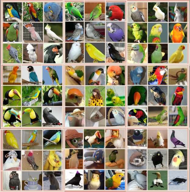 Papużki puzzle ze zdjęcia