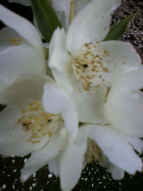Kwiaty jaśminowca puzzle online ze zdjęcia
