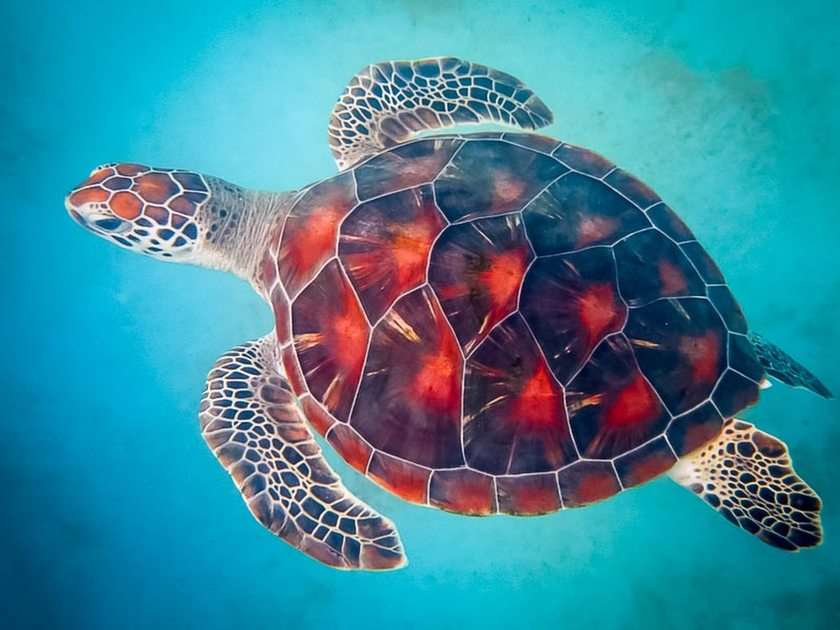 żółw puzzle online ze zdjęcia