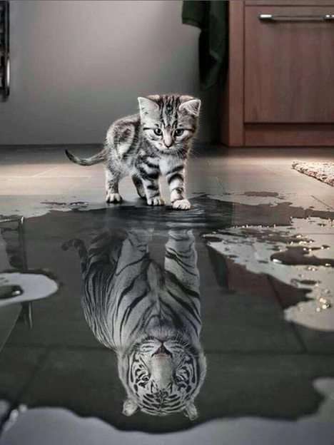 Kotek do tygrysa puzzle ze zdjęcia