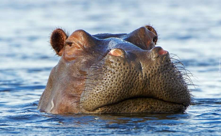Hipopotam puzzle online ze zdjęcia